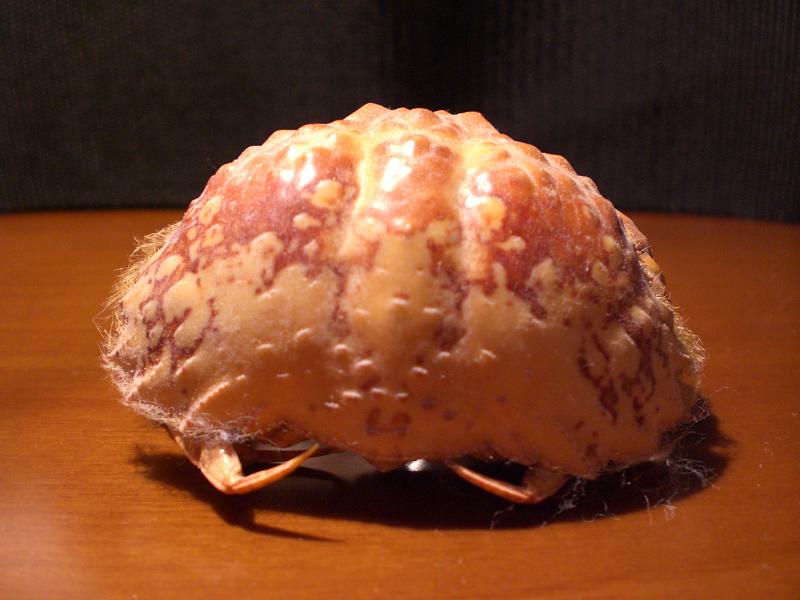 calappa undulata T.F.C. posterior view.jpg